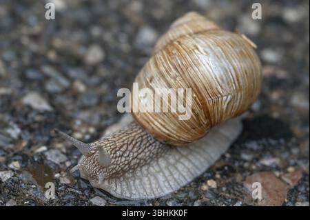 Vineyard snail (Helix pomatia) on the road, Bavaria, Germany, Europe Stock Photo