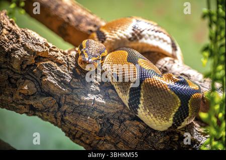 A royal python (Python regius) resting on a branch, Oberhof, Thuringia, Germany, Europe Stock Photo