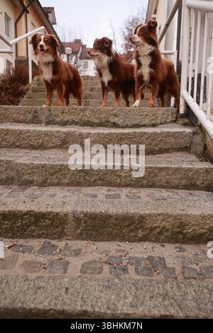 Three brown dogs are standing on a set of stairs Stock Photo