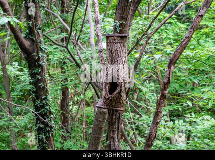 A section of tree with a cavity was cut and attached to a living tree for nesting birds. Jiangxi Province, China. Stock Photo