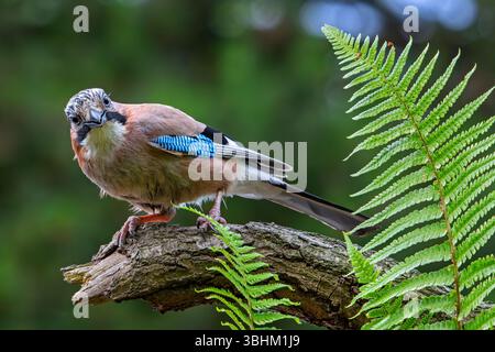 Eurasian jay / European jay (Garrulus glandarius / Corvus glandarius) perched on tree branch with ferns in forest Stock Photo