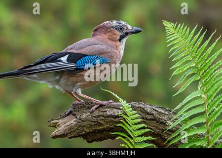 Eurasian jay / European jay (Garrulus glandarius / Corvus glandarius) perched on tree branch with ferns in forest Stock Photo