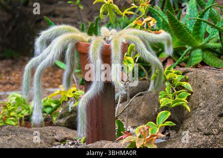 Monkey tail cactus gracefully spills over the edge of a terracotta pot, its fuzzy tendrils curling in the sunlight. Stock Photo