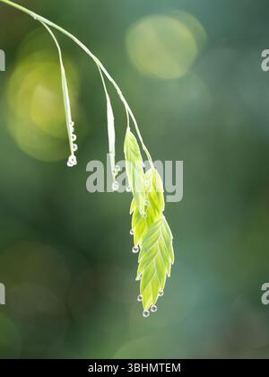 Close up of a backlit stem of Northern sea or wood oats with rain droplets on each leaflet. Photographed with a shallow depth of field in Spring, TX Stock Photo
