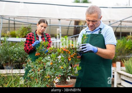 Professional male gardener taking care of potted Arbustus Unedo shrub in glasshouse Stock Photo