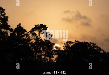 Evergreen and deciduous trees in silhouette with the rising sun and thin clouds in the background. Photographed in The Woodlands, Texas. Stock Photo
