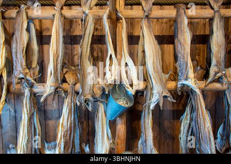 Air-Dried Fermented Fish in Lofoten - Norway Stock Photo - Alamy
