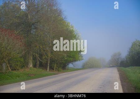 An empty country road disappears into the morning fog, with trees lining the sides and a clear blue sky visible above. Stock Photo