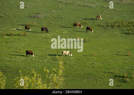 cows grazing on meadow, Busko Lake, Prisoje, Bosnia and Herzegovina Stock Photo