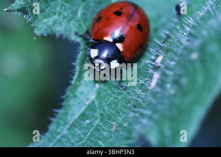 The sharp focus beautifully highlights its glossy red shell with distinct black spots, set against a softly blurred. Stock Photo