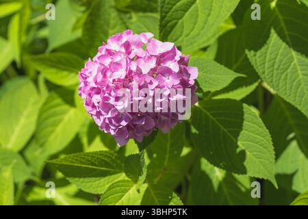 Hydrangea Blooms Amidst Greenery Stock Photo