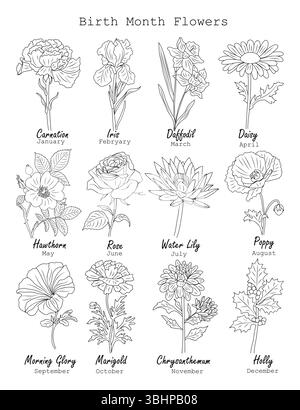 Set of birth month flowers line art drawings Stock Vector