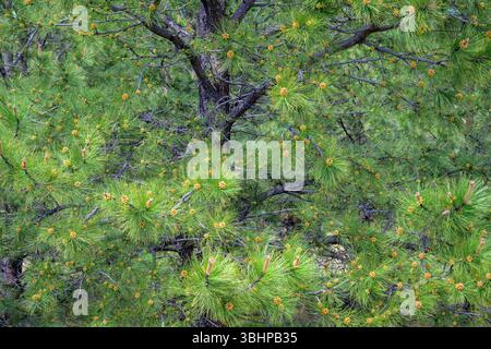 Pine tree detail, abstract shot, Nebraska, USA. Stock Photo