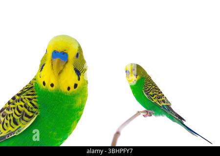 green wavy budgie sitting on a stick is isolated on a white background Stock Photo