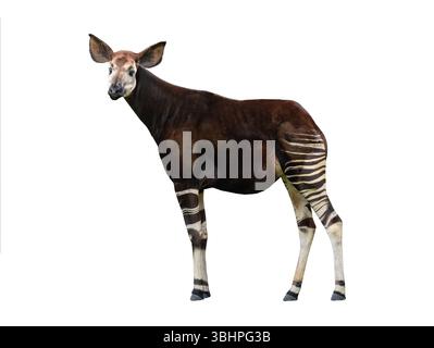 Okapi isolated on white background Stock Photo