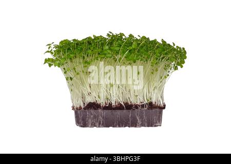 Broccoli sprouts isolated on white background Stock Photo