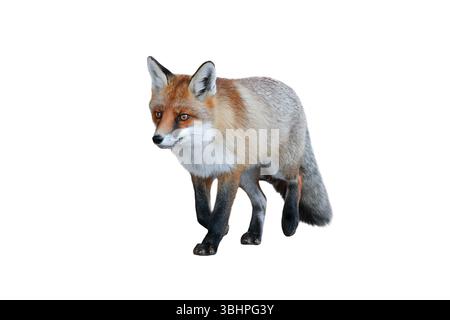 fox isolated on white background Stock Photo