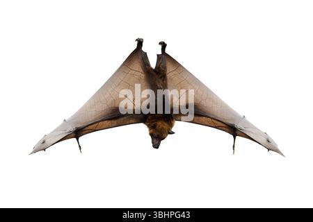 madagascan flyng fox isolated on white background Stock Photo