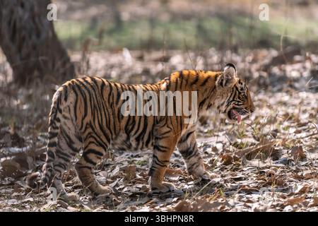 wild female bengal tiger or panthera tigris bold cute cub side profile walking or roaming alone on jungle trail in summer season safari at ranthambore Stock Photo