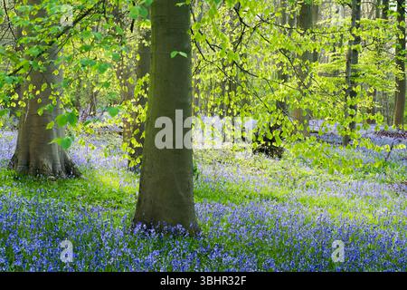 Bluebells and beech trees in soft early morning sunlight, Weeton, Harrogate, UK Stock Photo