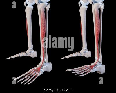 Extensor digitorum longus muscle, illustration Stock Photo - Alamy