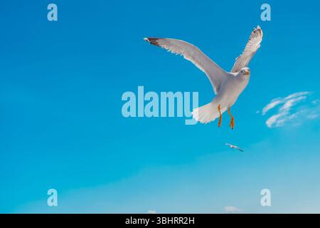 Graceful Seagull in Flight Over Shimmering Ocean Horizon Stock Photo