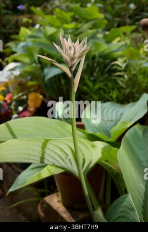 Growing in a terracota pot, a Giant Hosta flower head appears through the healthy leaves Stock Photo