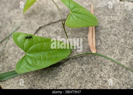 A black ant climbs a vibrant green, hart-shaped leaf resting on a stone surface. The delicate vine and textured background. Stock Photo