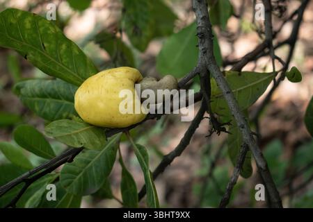 A ripe yellow cashew apple with its attached nut grows on a tree branch, surrounded by green leaves. Stock Photo