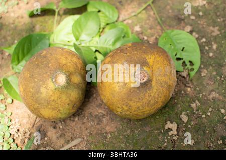 Two ripe wood apples rest on the forest floor, surrounded by green leaves and dappled sunlight. Stock Photo
