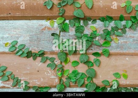 Green Ivy fresh leaves on the wall, Blackground and texture Stock Photo
