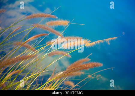 Tall Grass and Clouds Reflected in Water Stock Photo