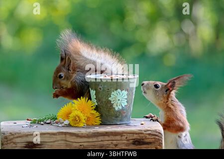 A squirrels is eating nuts and seeds on a stool The other one is trying to get some too. Stock Photo