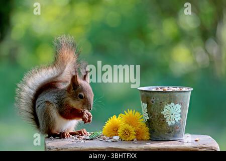 European red squirrel on a stool eating nuts and seeds from a bowl Stock Photo