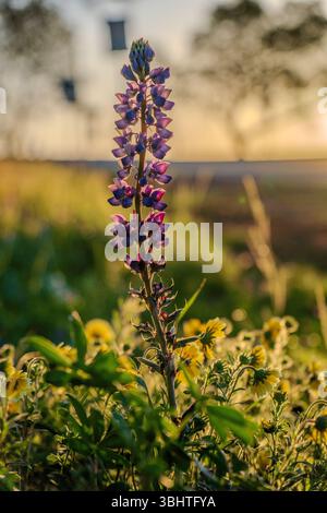 A purple lupin wildflower blooms on the roadside, beautifully backlit by warm yellow light from the morning sunrise. This close-up nature shot capture Stock Photo