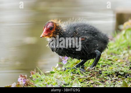 A Eurasian coot chick (Fulica atra) on a grassy riverbank, early spring 2025, South Holland, Netherlands. Stock Photo