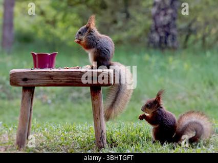 Two squirrels eating nuts and seeds outdoors Stock Photo