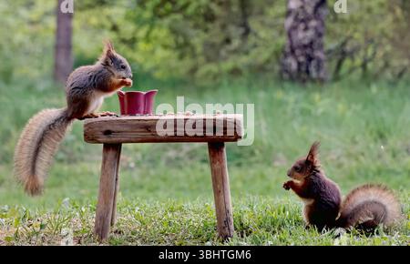 Two squirrels eating nuts and seeds outdoors Stock Photo