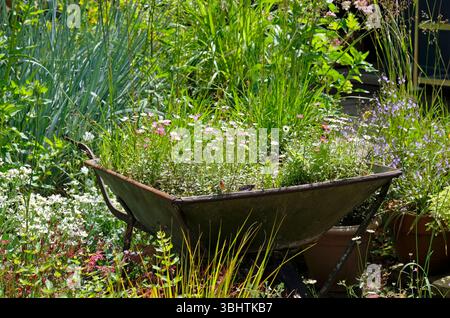wildflowers and plants in old rusty wheelbarrow, north norfolk, england Stock Photo