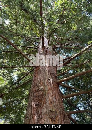 Sequoia sempervirens - Coast Redwood tree. Stock Photo