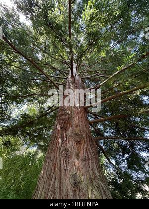 Sequoia sempervirens - Coast Redwood tree. Stock Photo