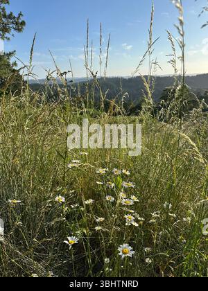 Daisies and tall grass, at the top of Wild Iris Ridge in the Willamette Valley in Eugene, Oregon, on a summer afternoon. Stock Photo