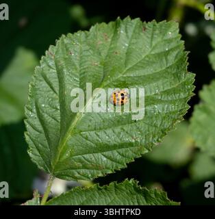 Harlequin Ladybird on a bramble leaf, Warwickshire, UK Stock Photo