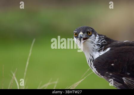 African hawk-eagle Aquila spilogaster, adult portrait, Hawk Conservancy Trust, Hampshire, UK, November Stock Photo