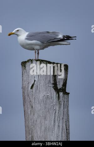 Seagull (Larinae) on a wooden post, groyne, in front of a plain blue sky, Breskens, Sluis, Zeeuws Vlaanderen, Zeeland, Netherlands Stock Photo