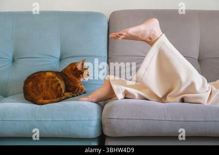 Bengal Cat Lies Comfortably on Sofa Next to Females Legs. Home Relaxation and Cozy Leisure Time with Pet. Stock Photo
