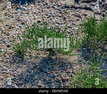 The photo shows seashells scattered on sandy soil among green halophyte plants. Sunlight highlights the textures and details of the natural environmen Stock Photo
