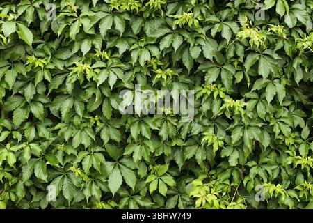 Lush green ivy wall. Dense climbing plant texture. Natural living background. Vertical garden design. Urban eco-friendly solution. Stock Photo