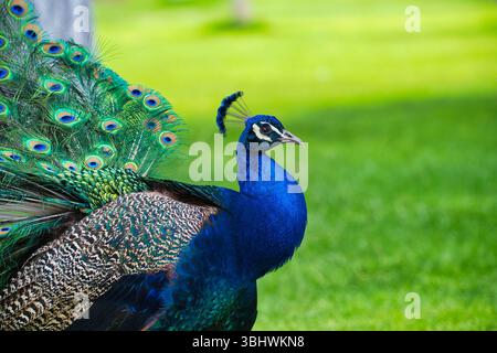 A vivid portrait of a male Indian peafowl (Pavo cristatus) showcasing its brilliant blue and green plumage. Captured in natural daylight. Stock Photo