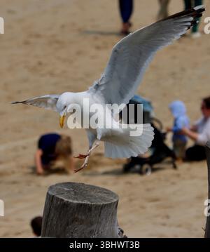Seagull landing on a wooden pole on the Saint Malo beach, France Stock Photo